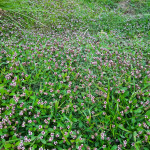 Lippia nodiflora